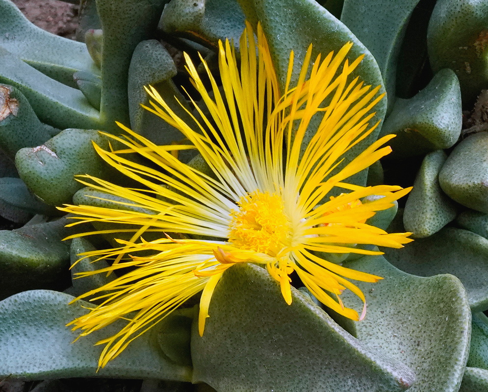 Pleiospilos simulans bright yellow many petaled flower opening between thick gray green succulent leaves