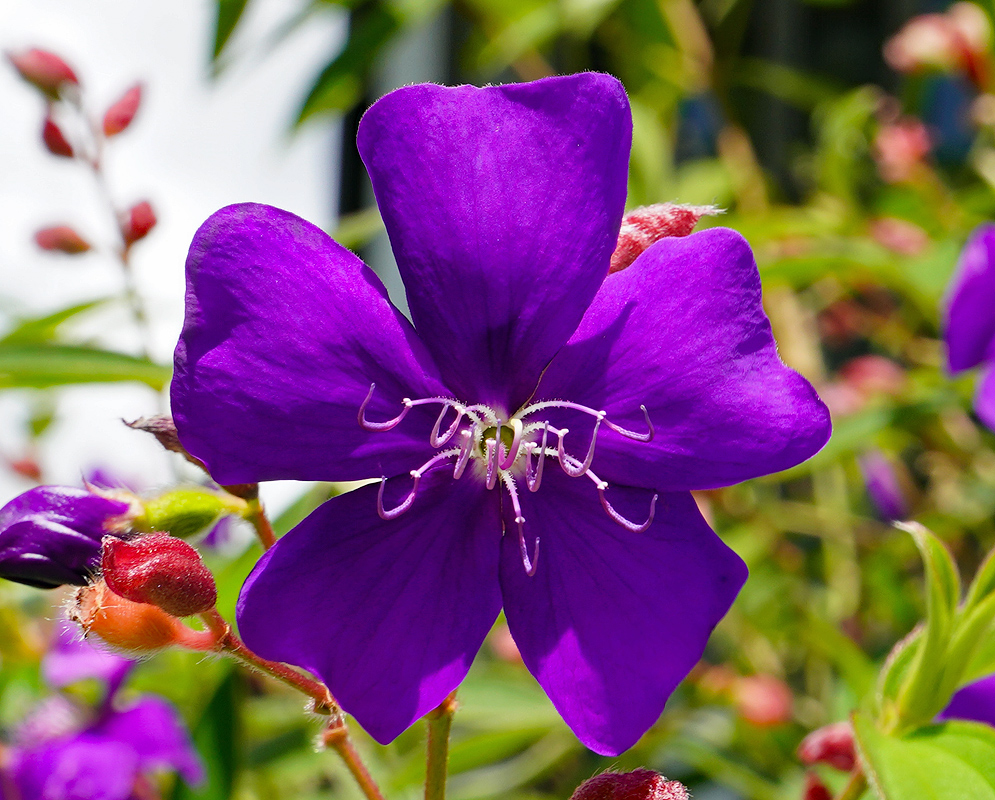 Dark purple Pleroma flower in dabble sunlight