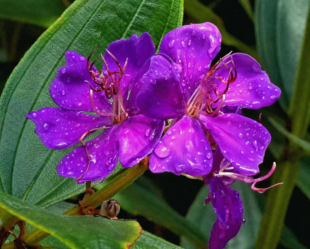Pleroma granulosum pair of vivid violet flowers with long curved stamens and water droplets