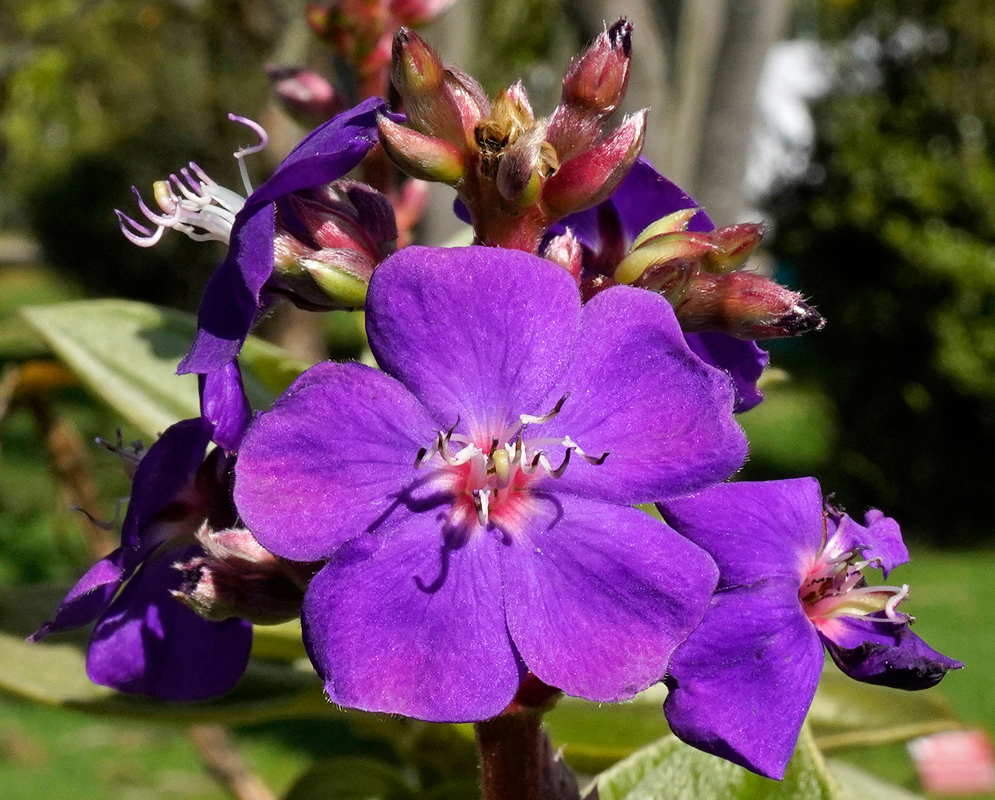 A Pleroma heteromallum inflorescence with purple flowers in sunlight