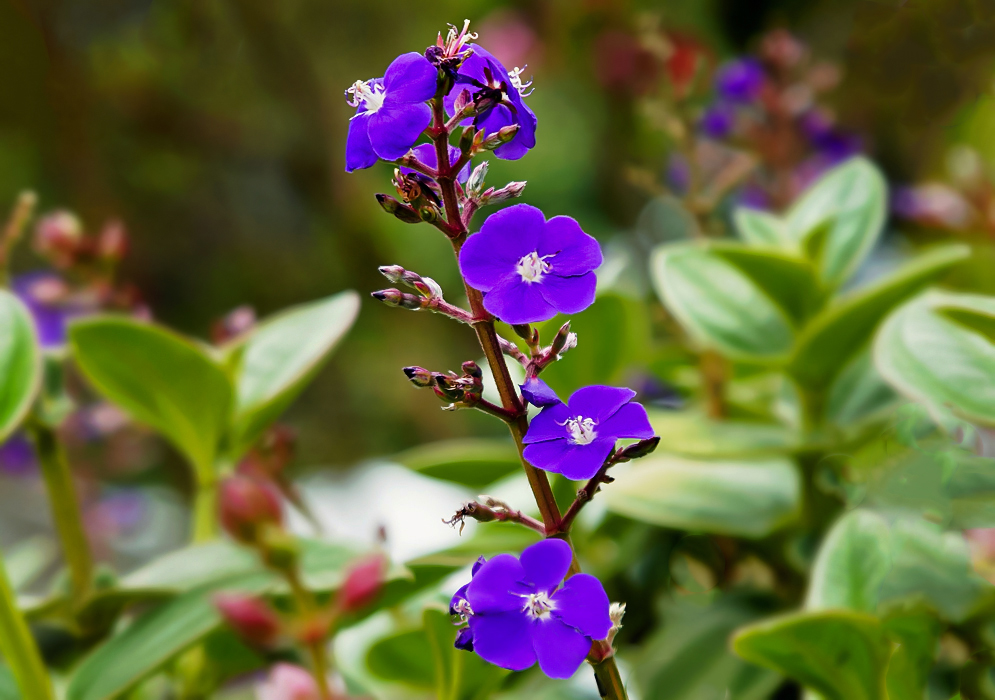 A Pleroma heteromallum flower spike with purple flowers