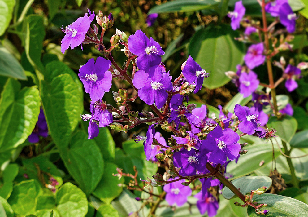A Pleroma heteromallum flower spike with purple flowers in sunlight
