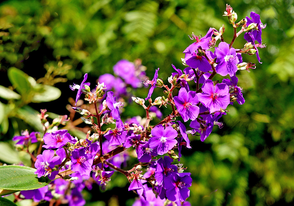 Pleroma heteromallum inflorescence with purple flowers in sunlight