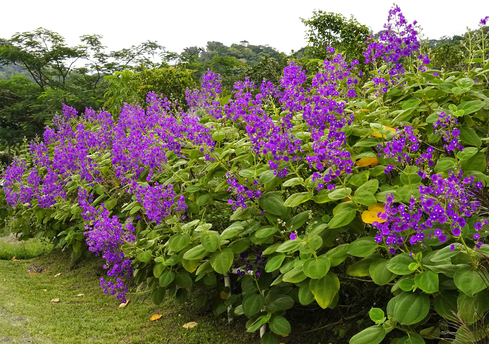 A Pleroma heteromallum flower spikes with purple flowers in sunlight
