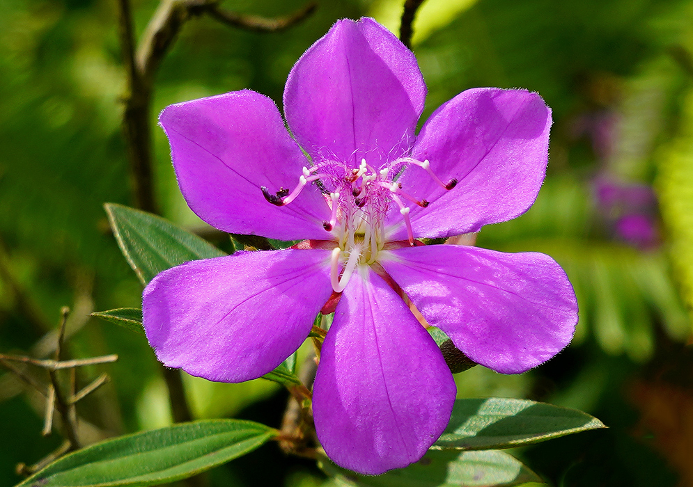 A six-petal Pleroma martiale purple flower with hairy stamens in sunlight