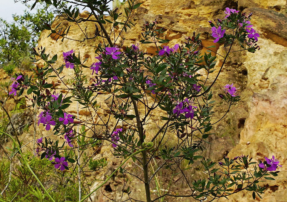 A Pleroma martiale shrub with purple flowers