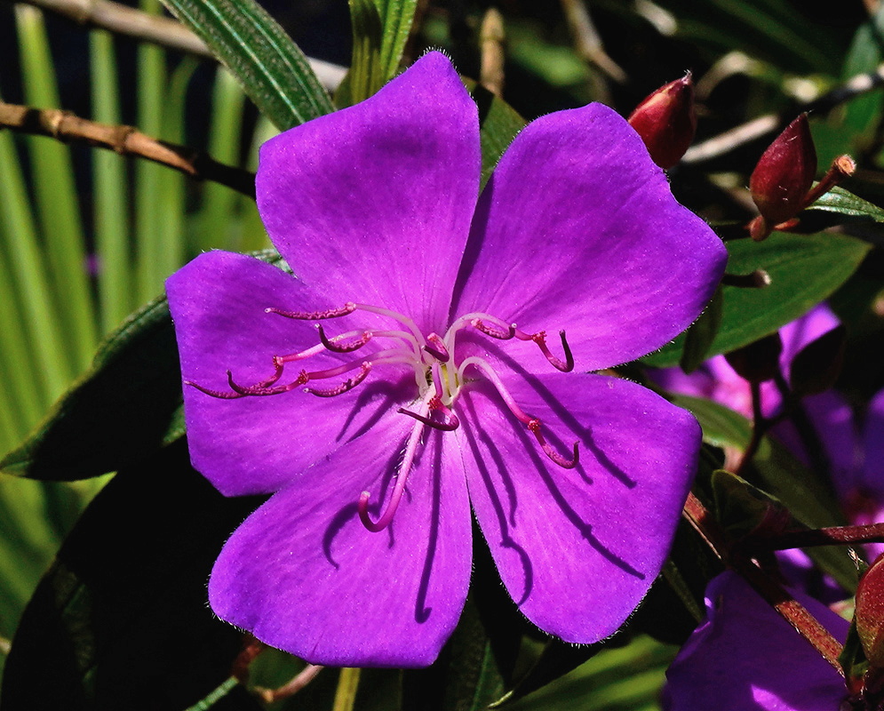 Pleroma ochypetalum vivid purple flower with broad petals and long curved purple stamens