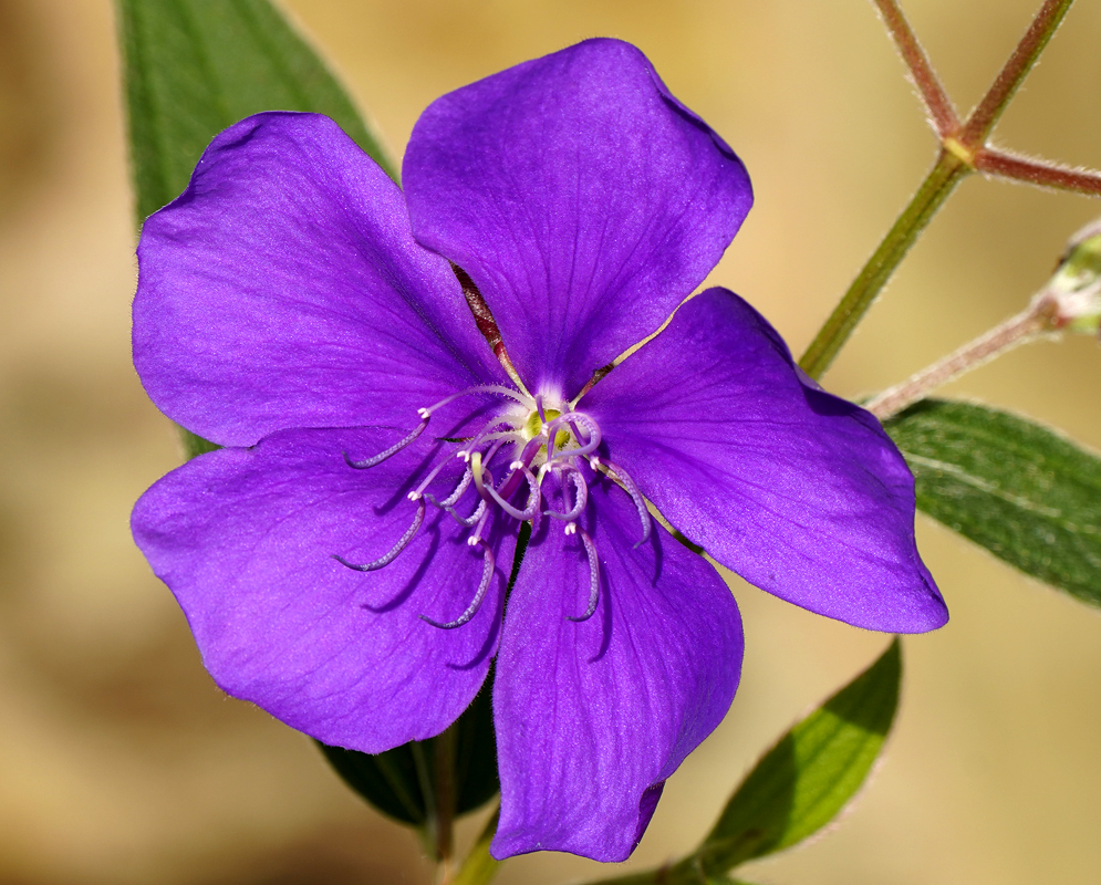 Purple Pleroma flower with a white center