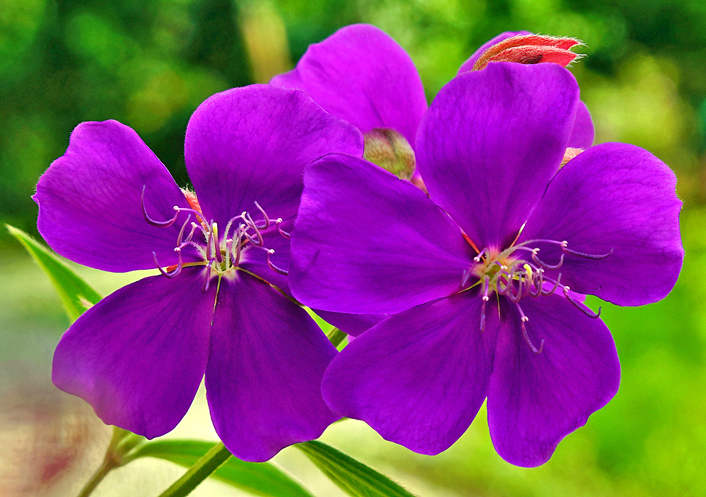 Pleroma purple flowers