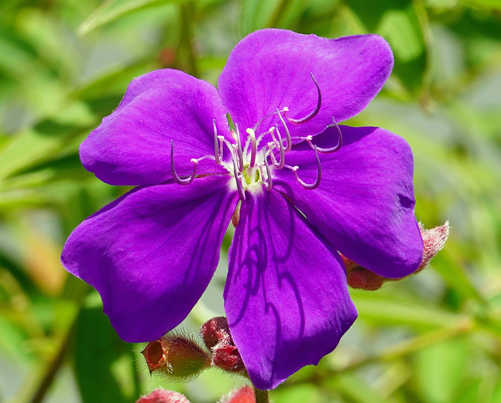 Pleroma purple flower with a white center