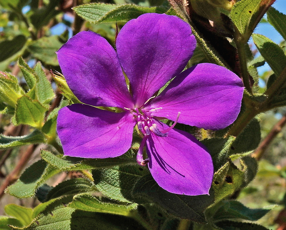Pleroma semidecandrum broad purple flower with curved stamens among softly hairy veined leaves