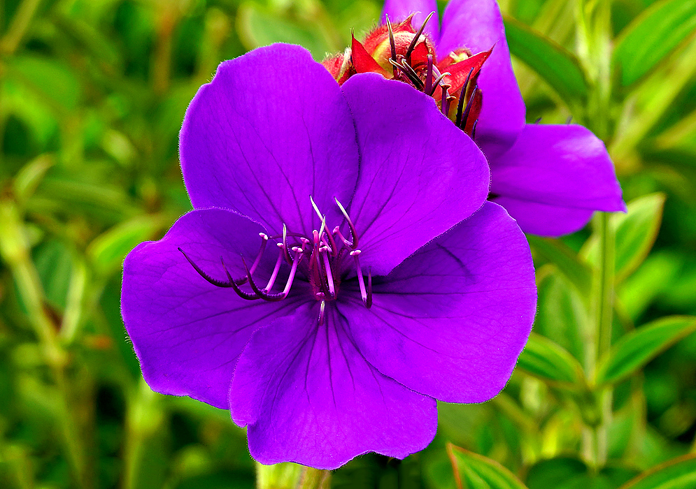 Pleroma urvilleana purple flower