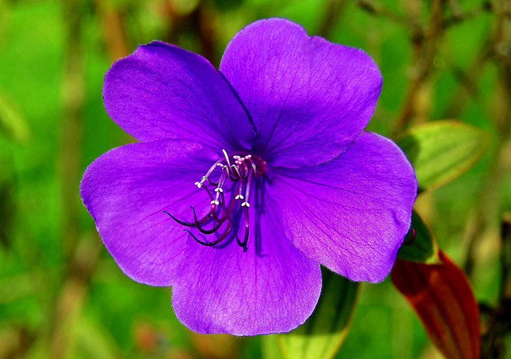 Beautiful rich dark purple Pleroma urvilleana flower in sunlight with white anthers