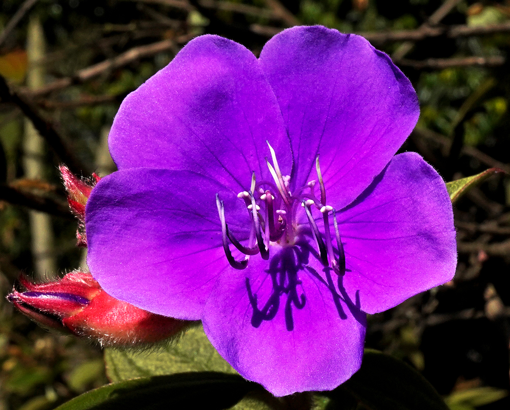 Purple Pleroma urvilleana's flowers, one in shade and one in sun