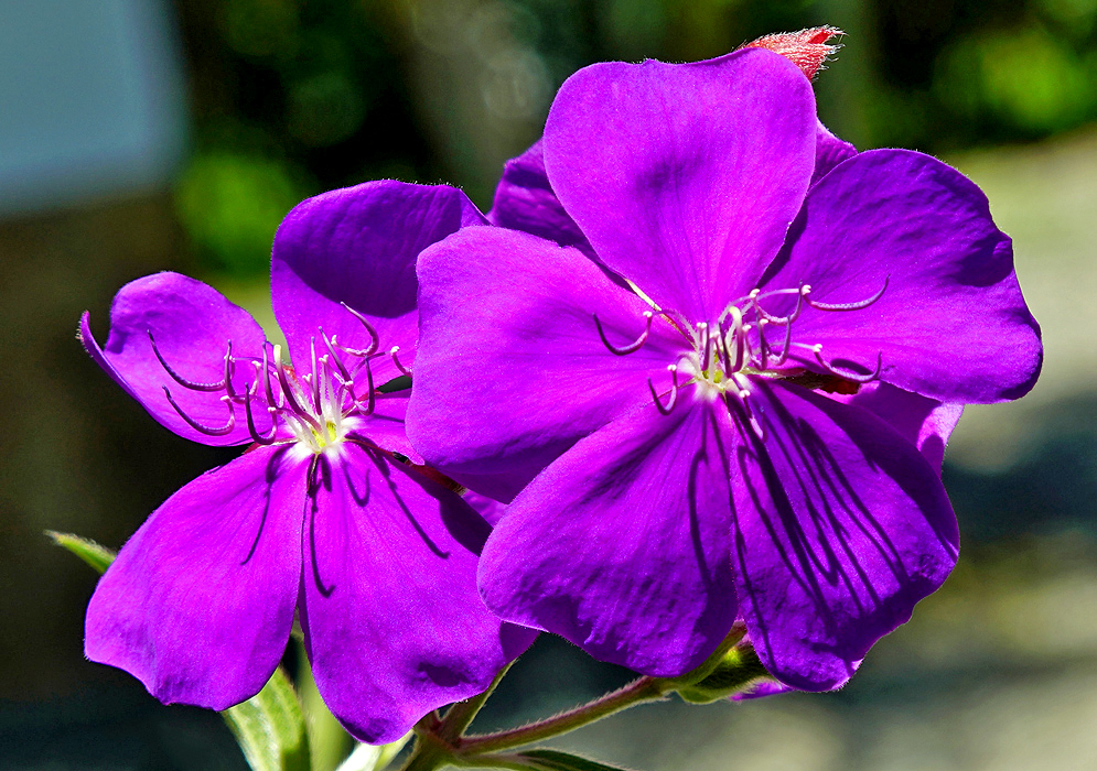 Pleroma purple flowers in sunlight