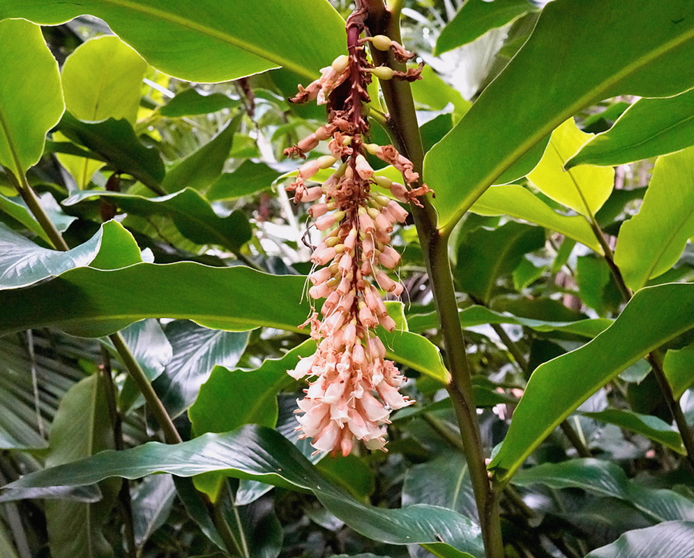 Pleuranthodium hellwigii hanging pale pink inflorescence beneath broad glossy tropical leaves
