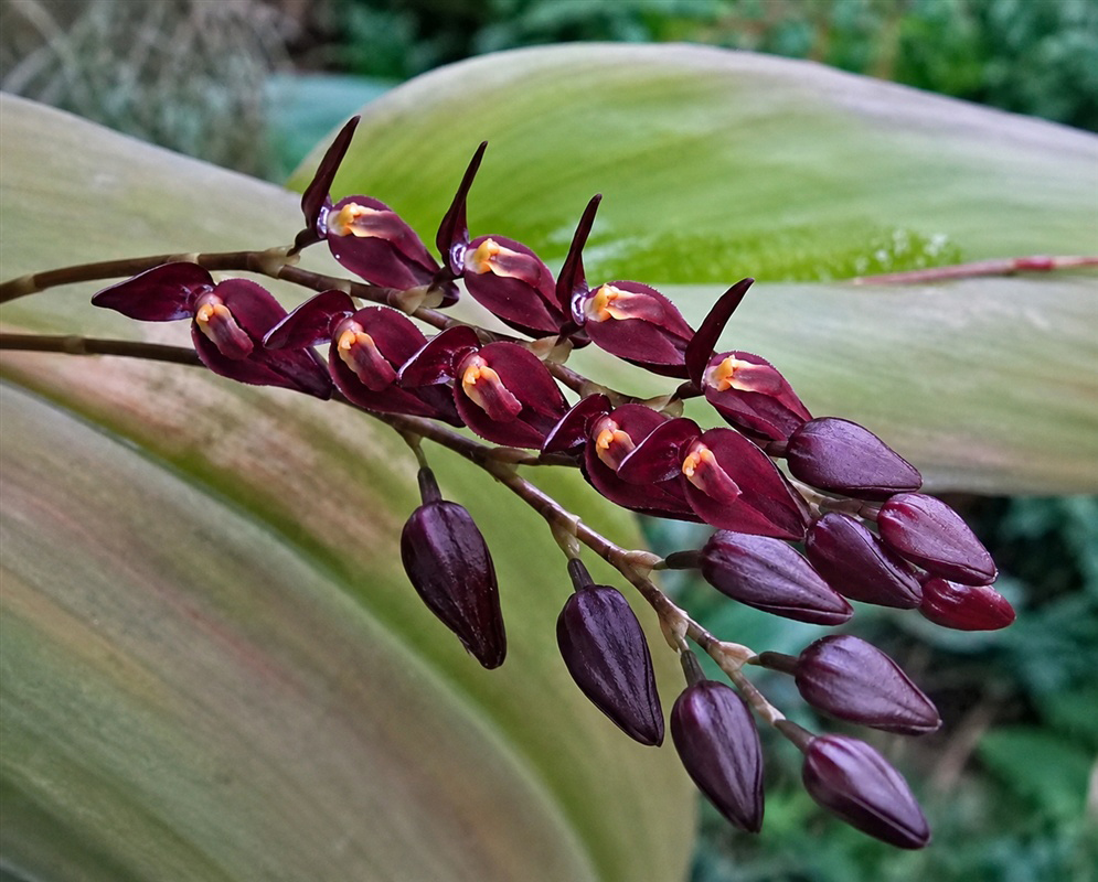 Pleurothallis alvaroi arching cluster of dark burgundy orchid flowers and buds