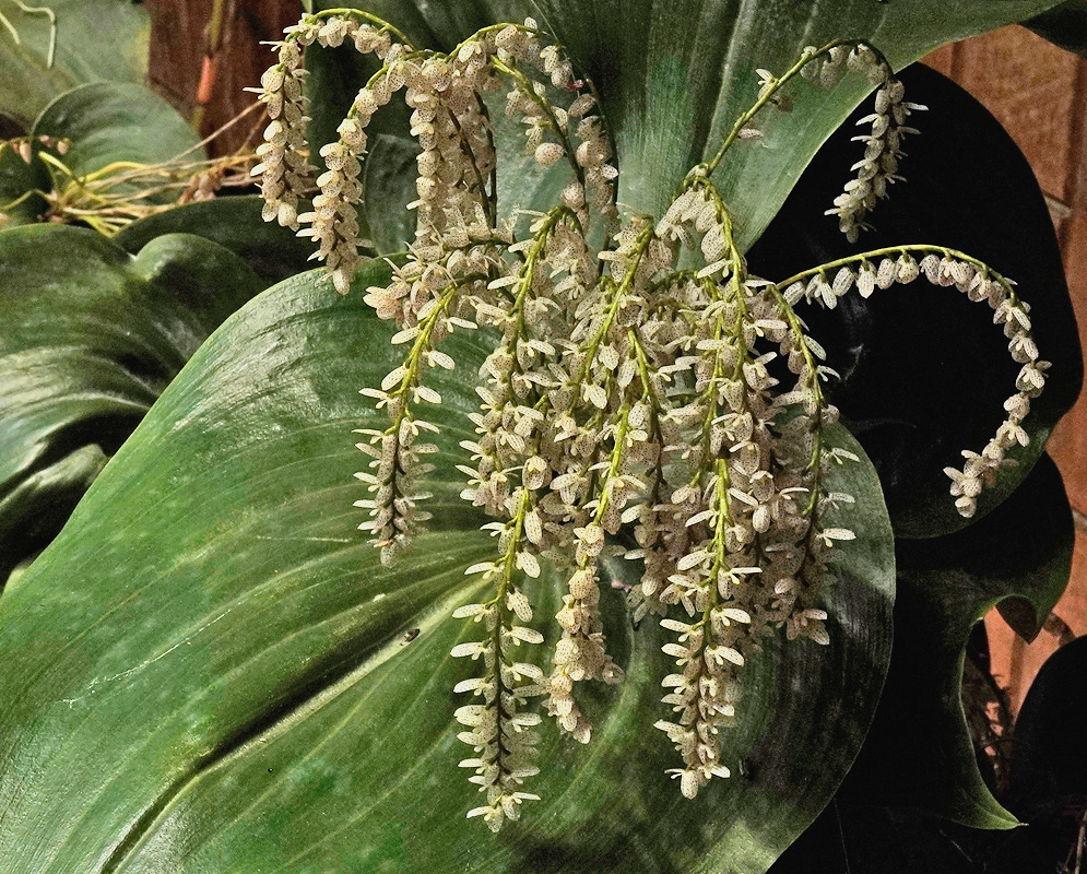 Pleurothallis colossus numerous arching clusters of small pale flowers above large leathery leaves