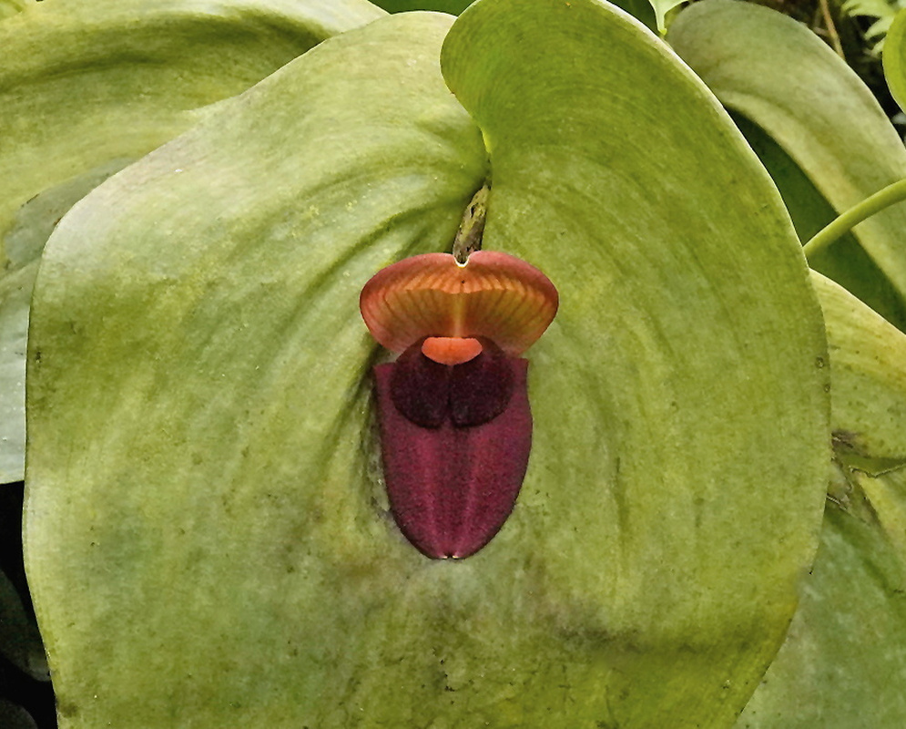 Pleurothallis gargantua hooded reddish orange and maroon flower resting against a broad green leaf