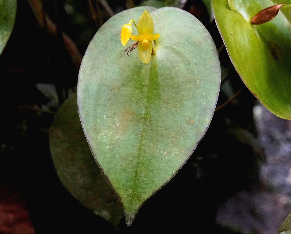 Pleurothallis prolaticollaris small yellow flower opening directly against a thick oval green leaf