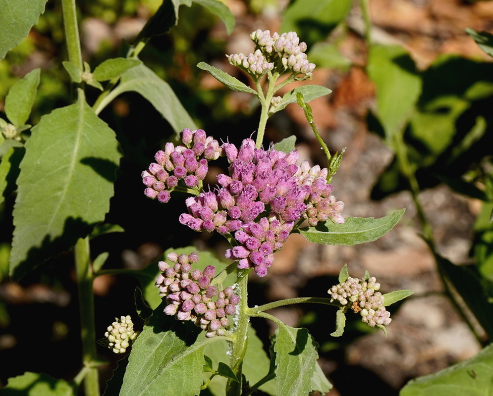 Pluchea odorata branching clusters of small pink flower heads above broad toothed green leaves