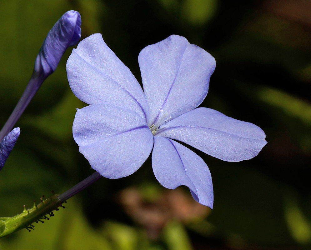 Pale Blue Plumbago auriculata in Detail Close-up of a pale blue Plumbago auriculata flower with graceful petal curvature and a developing bud in the background