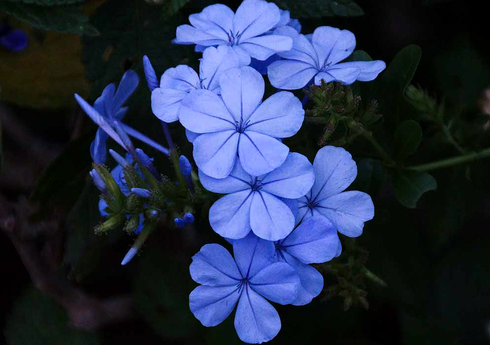 Plumbago auriculata cluster with sky-blue flowers