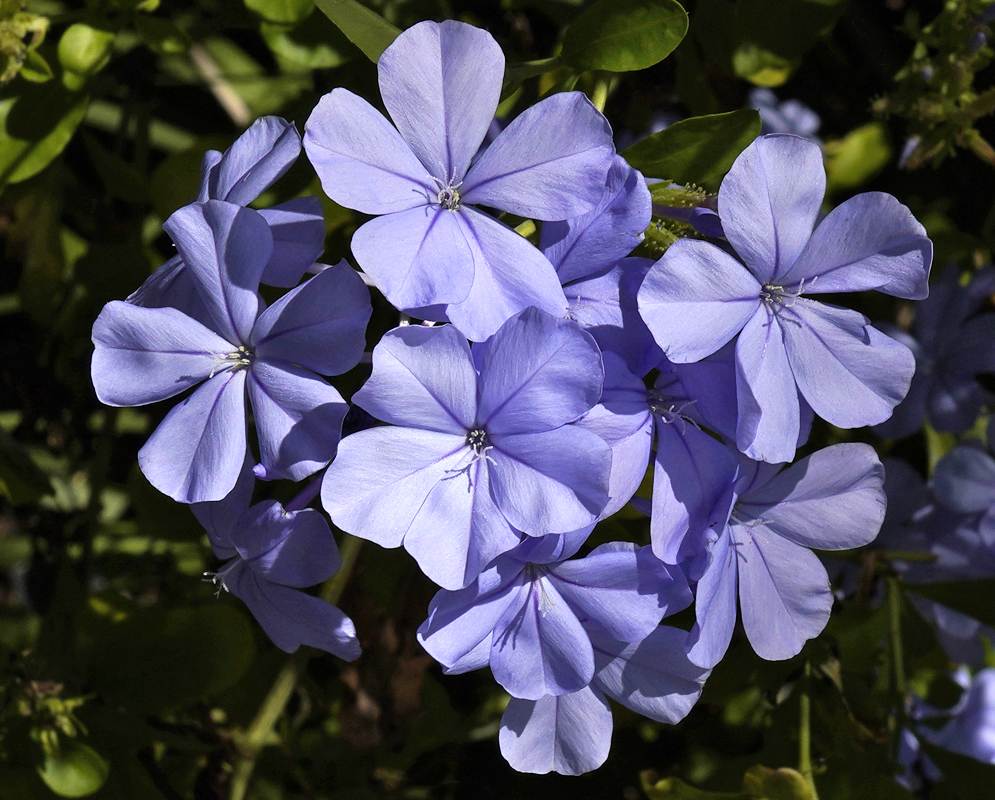Plumbago auriculata clusters with blue flowers