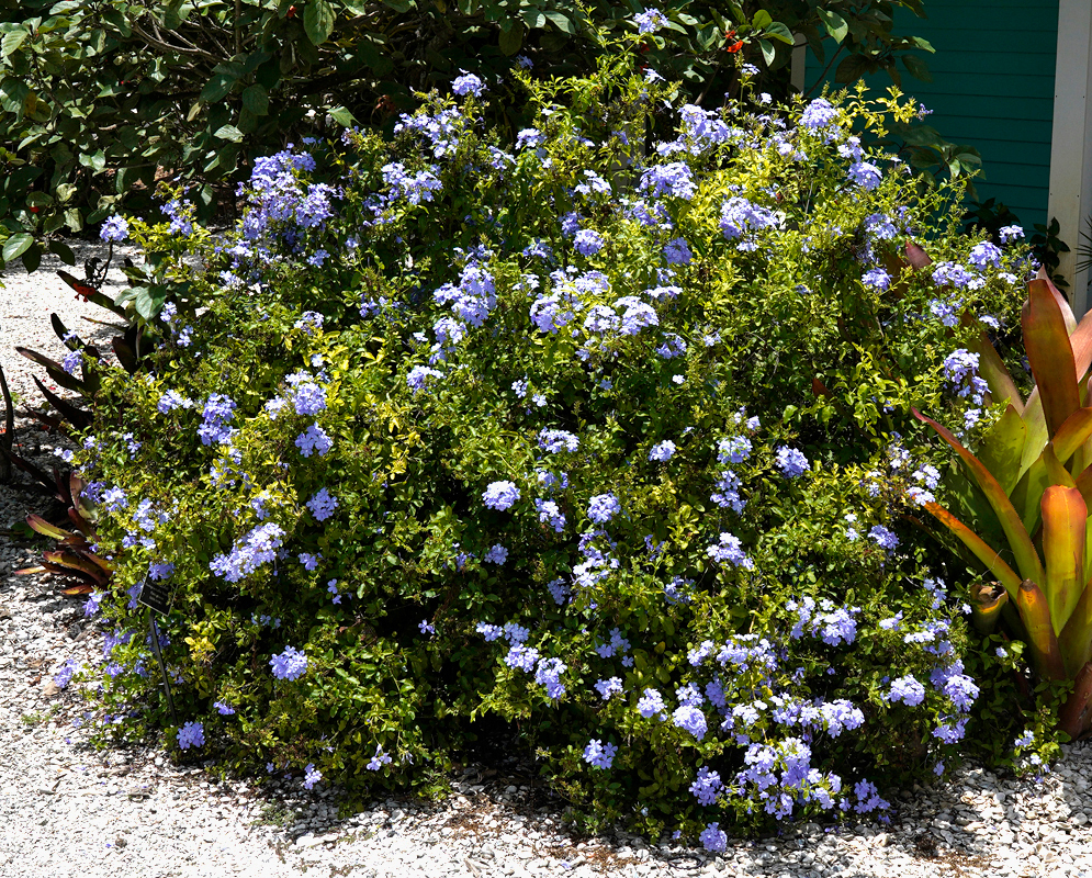 Two Plumbago auriculata clusters with blue flowers in sunlight