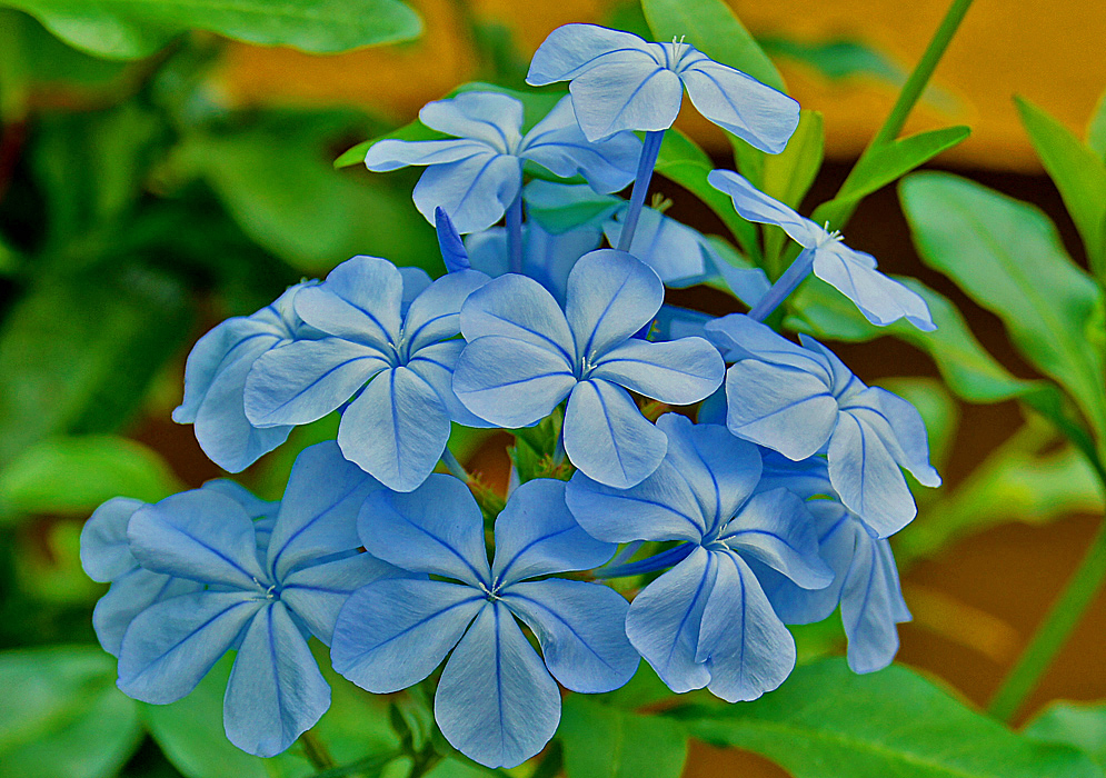 Plumbago auriculata cluster with sky-blue flowers
