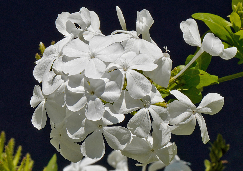 Plumbago auriculata White Inflorescence Large rounded group of white Plumbago auriculata flowers with gentle lighting and visible petal contours set against a dark leafy backdrop
