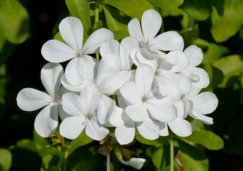 White Plumbago auriculata Flower Cluster A cluster of white Plumbago auriculata flowers with thin petals radiating symmetrically from green stems and contrasted against dense green leaves