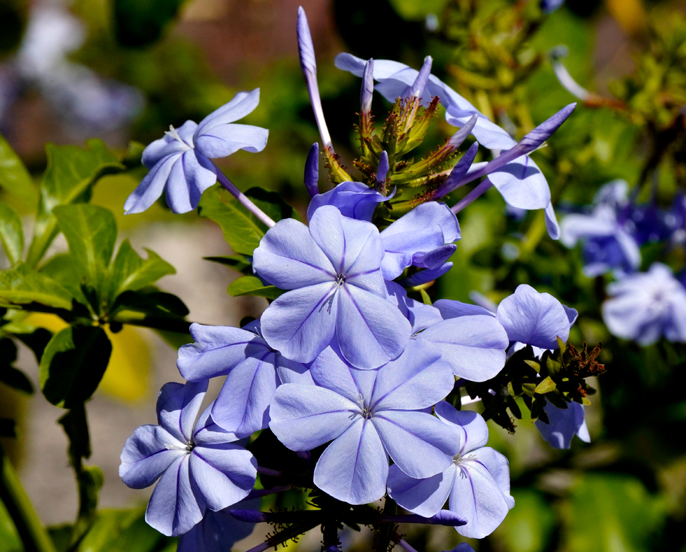 A Plumbago auriculata cluster of beautiful blue flowers