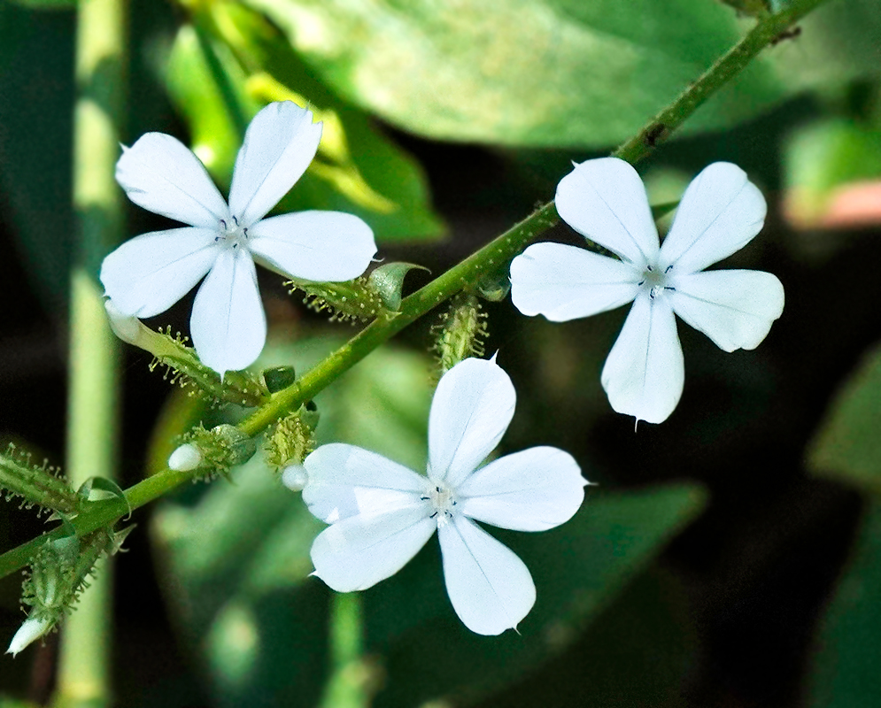 WPlumbago zeylanica branches with white flowers