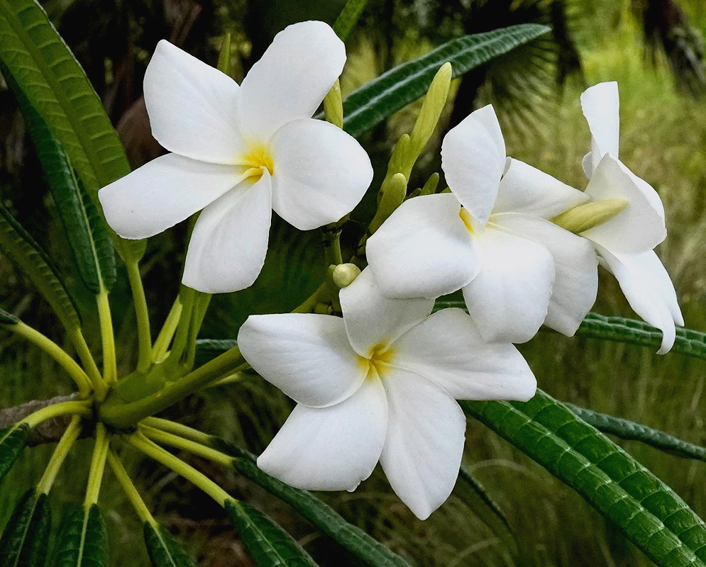 Plumeria alba cluster of white five petaled flowers with yellow centers among long narrow leaves