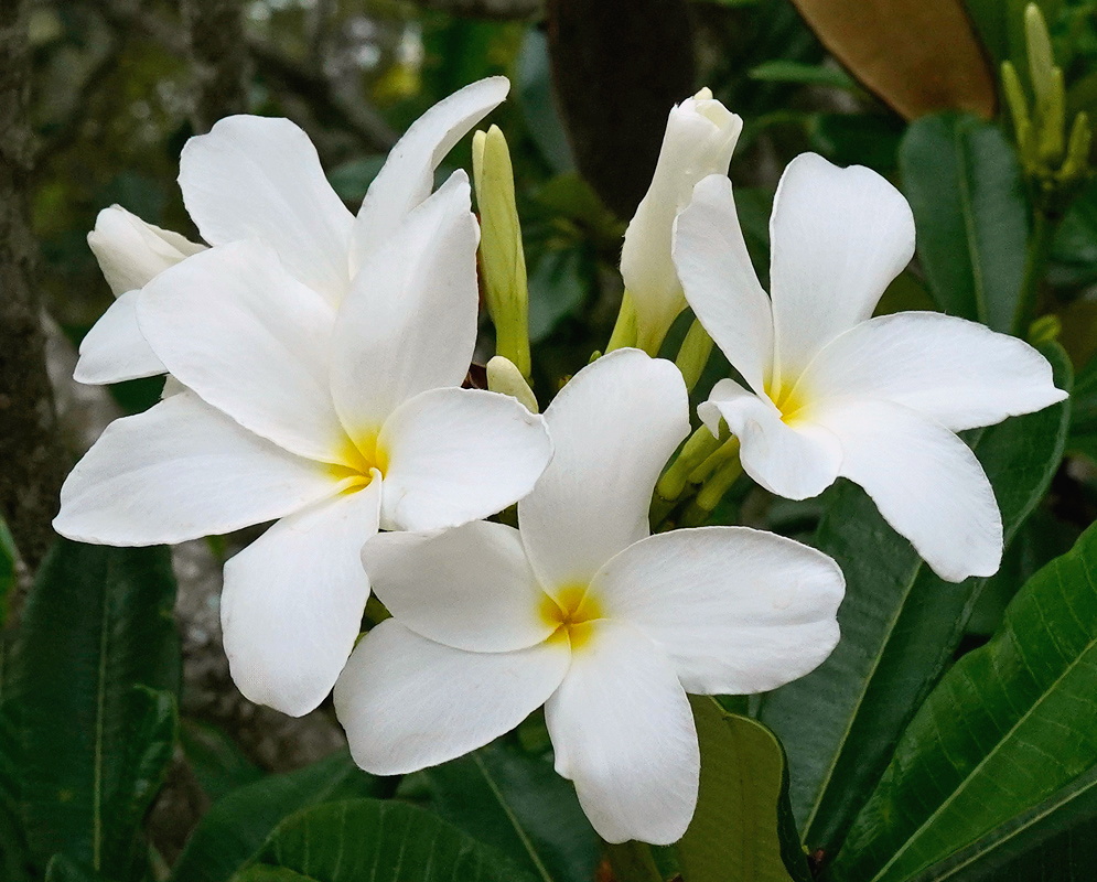Plumeria cubensis cluster of broad white flowers with yellow centers above dark green leaves