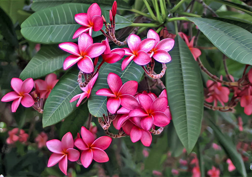 Clusters of pink Plumerias obtusa flowers with tinges of white