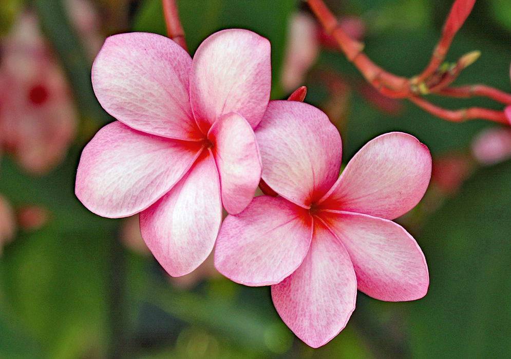 Two pink Plumeria obtusa flowers with tinges of white