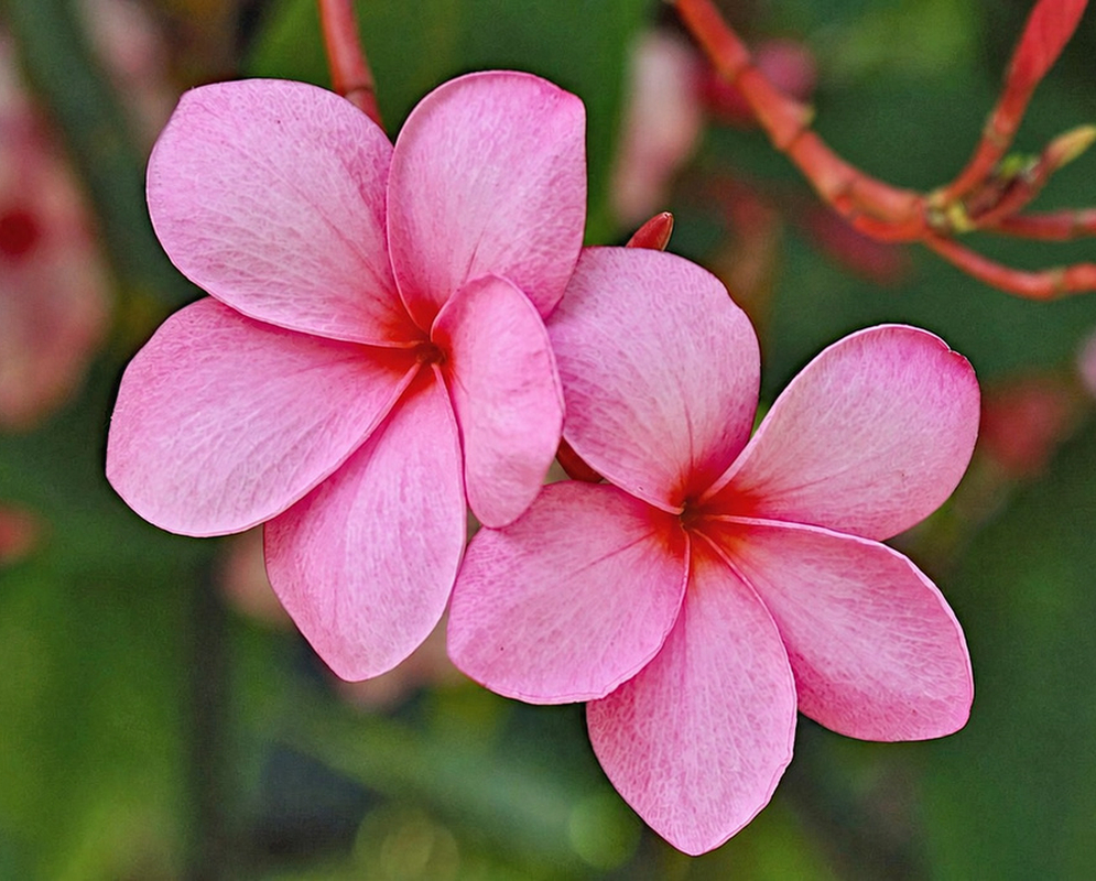 Two Pink Flowers Two pink Plumeria rubra flowers