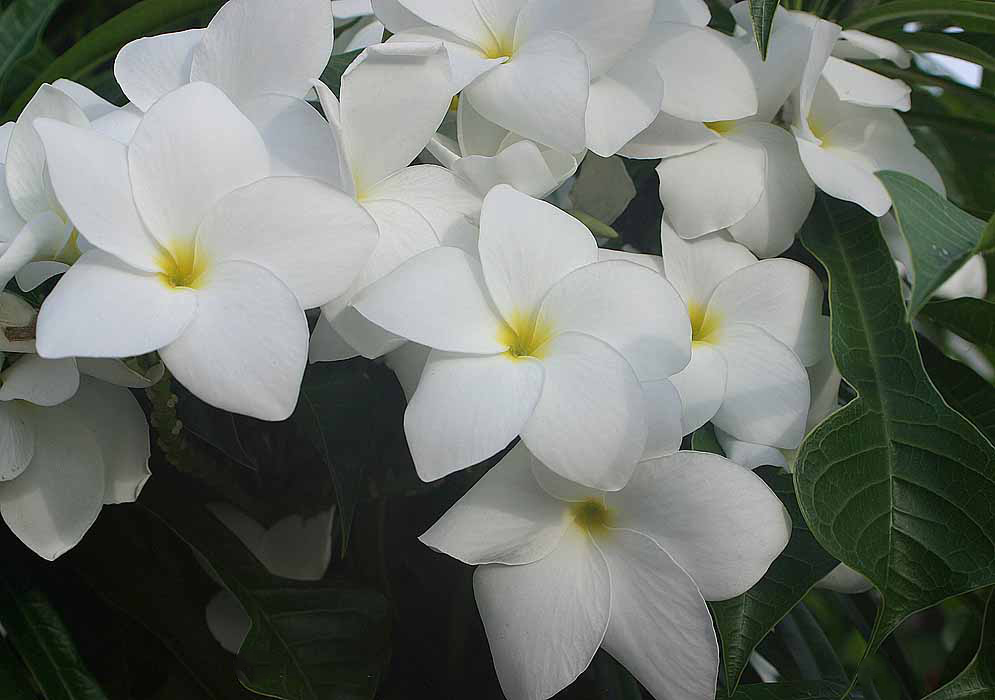 A cluster of Plumeria pudica white flowers with yellow centers