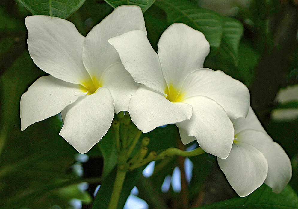 Two white Plumeria pudica flowers in shade
