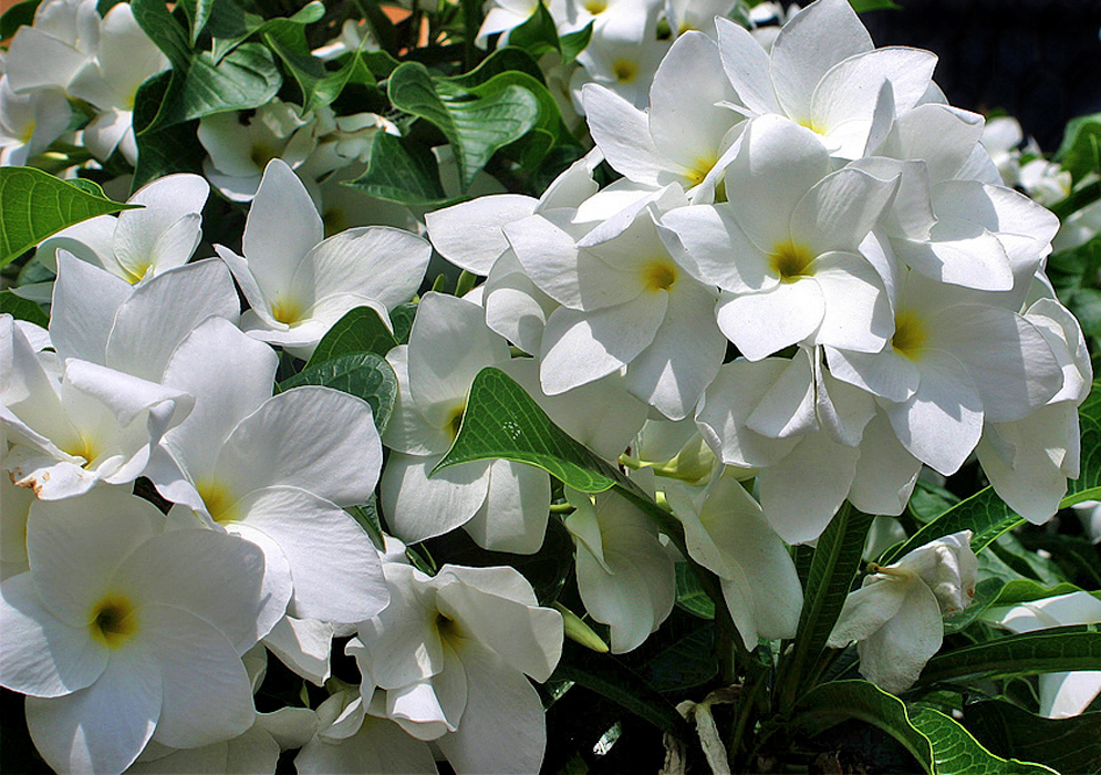 Two Plumeria pudica clusters of white flowers in sunlight