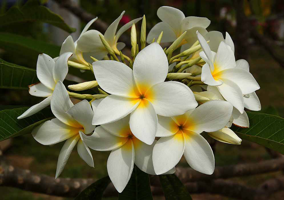 A cluster of Plumeria rubra flowers with orange-yellow centers