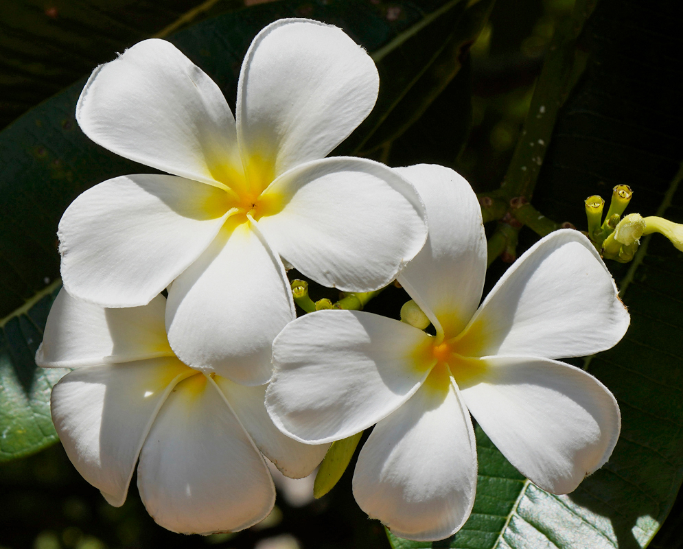 Clusters of Plumeria obtusa white flowers with yellow throats