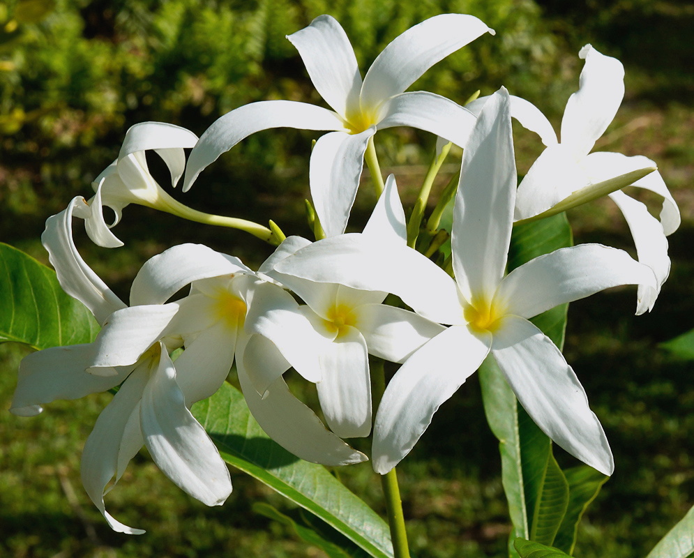 Plumeria stenopetala cluster of fragrant white flowers with long narrow twisting petals