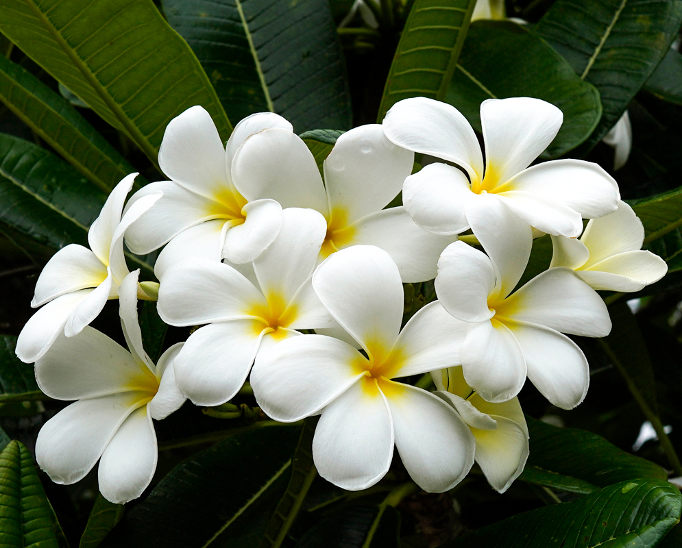 White Plumeria rubra flowers with dashes of pink and yellow centers