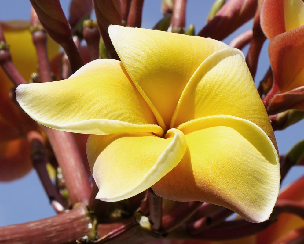 A cluster of yellow Plumeria rubra flowers with white borders
