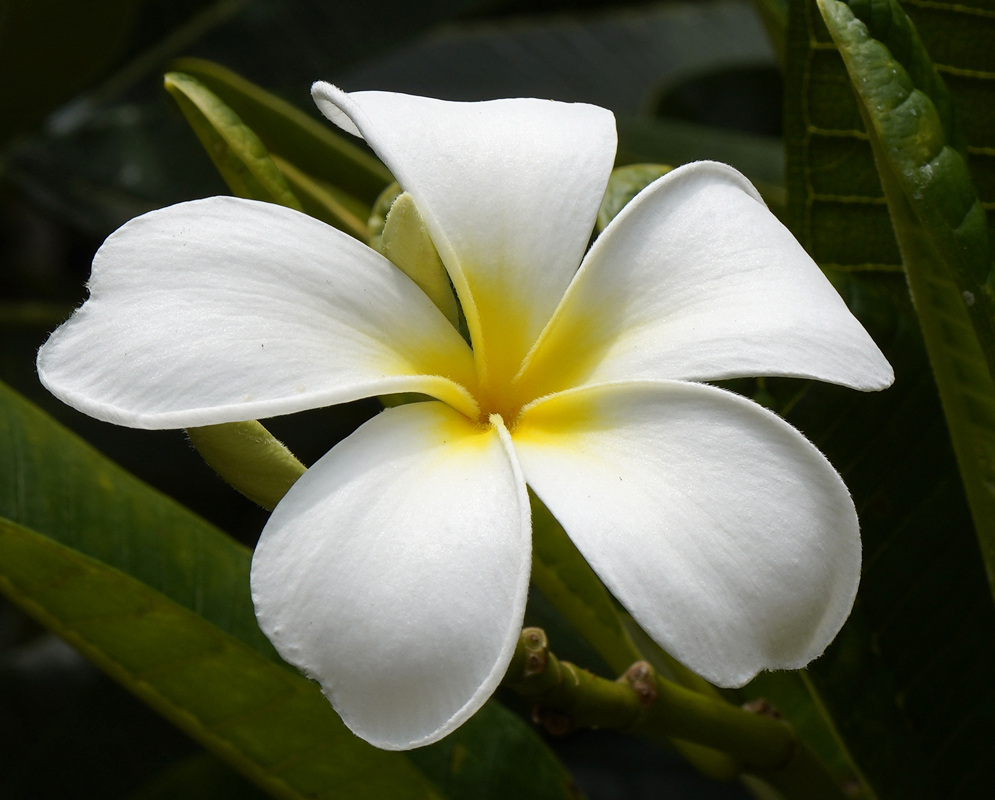 A hanging cluster of Plumeria obtusa white flowers in dabbled sunlight