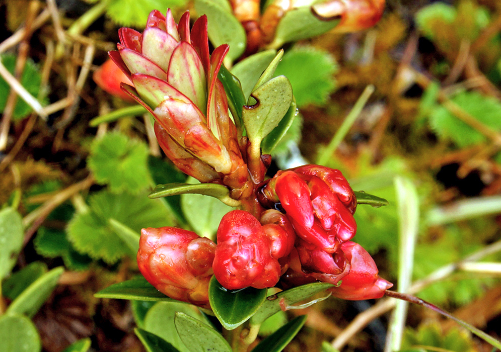 Small clusters of red Plutarchia flower buds