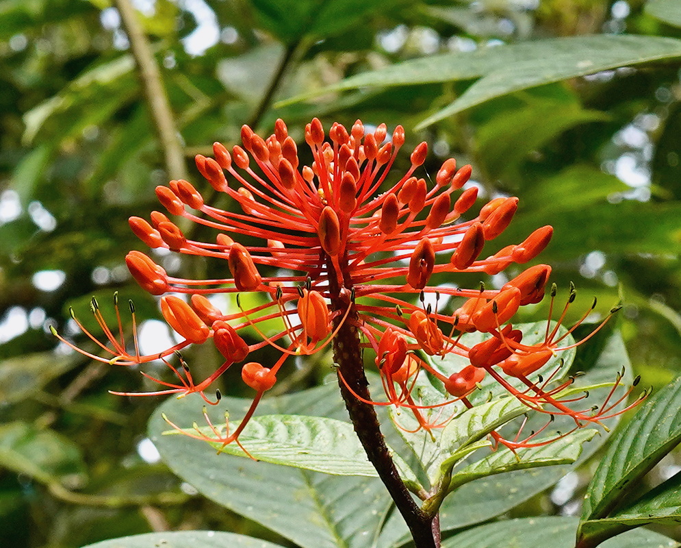 Podandrogyne flammea rounded orange red flower cluster with long projecting stamens